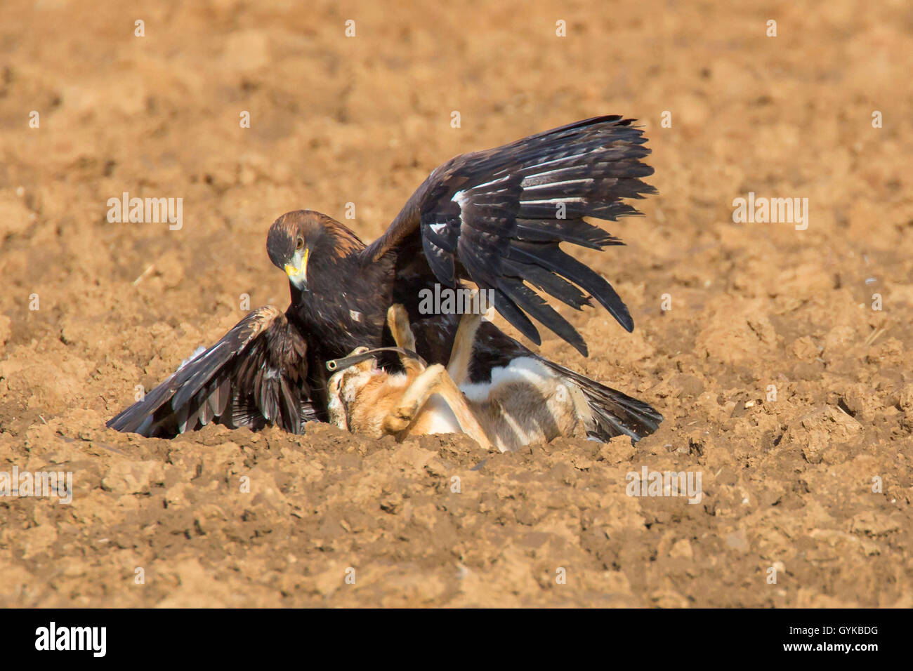 L'aigle royal (Aquila chrysaetos), pris un lièvre sur un champ, Allemagne Banque D'Images