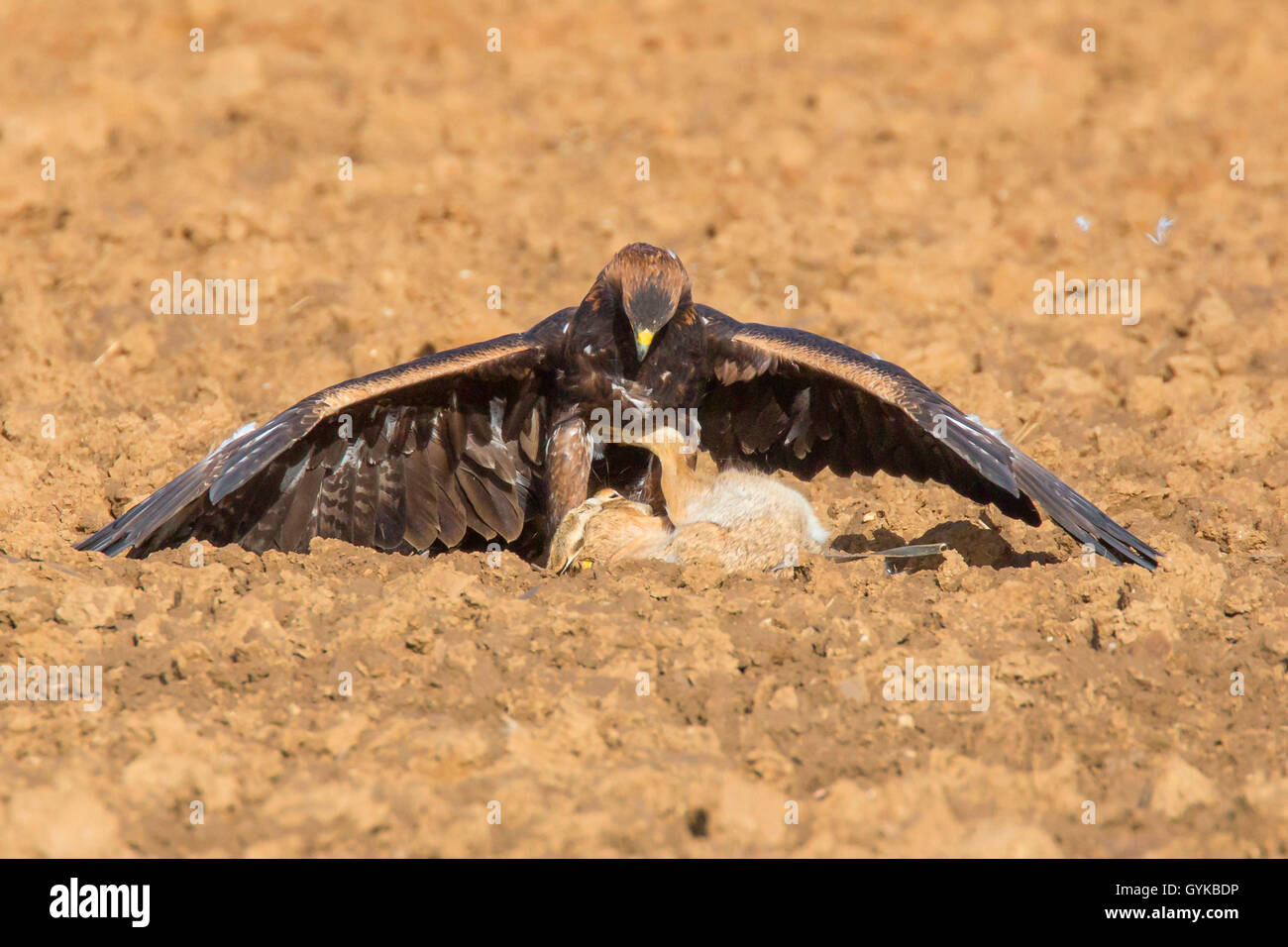 L'aigle royal (Aquila chrysaetos), pris un lièvre sur un champ, Allemagne Banque D'Images