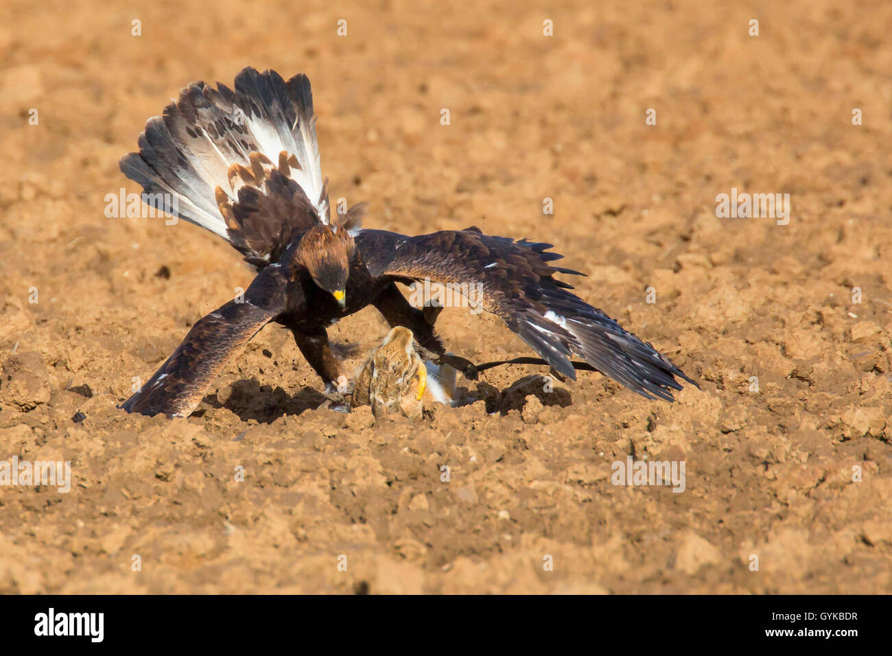 L'aigle royal (Aquila chrysaetos), pris un lièvre sur un champ, Allemagne Banque D'Images