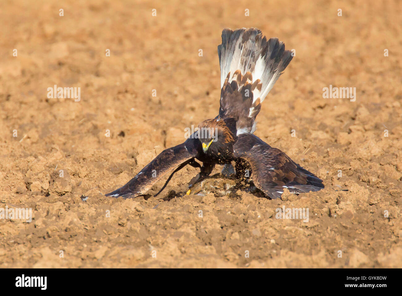 L'aigle royal (Aquila chrysaetos), pris un lièvre sur un champ, Allemagne Banque D'Images