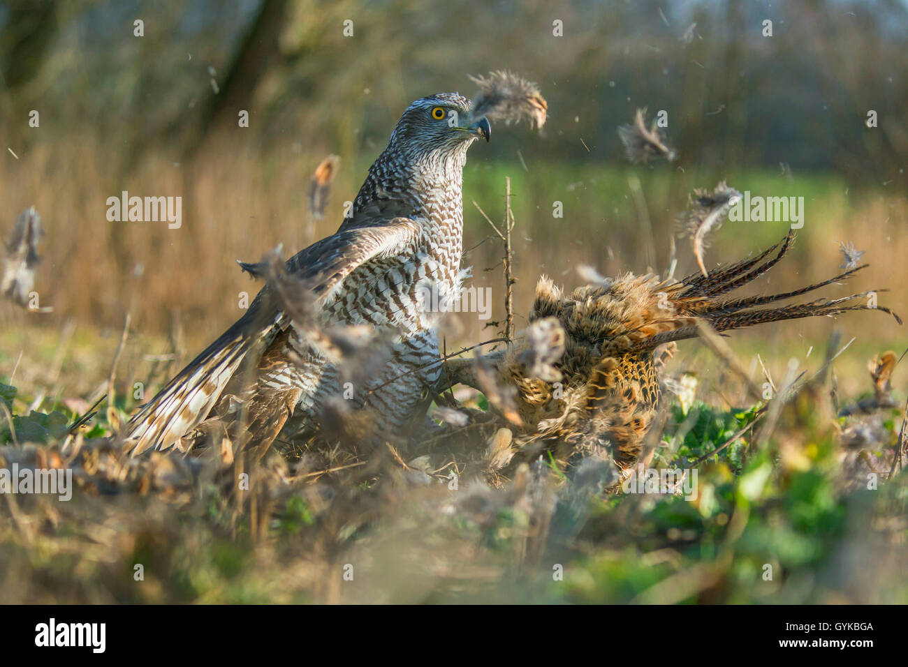 L'Autour des palombes (Accipiter gentilis), pris un faisan, Allemagne Banque D'Images