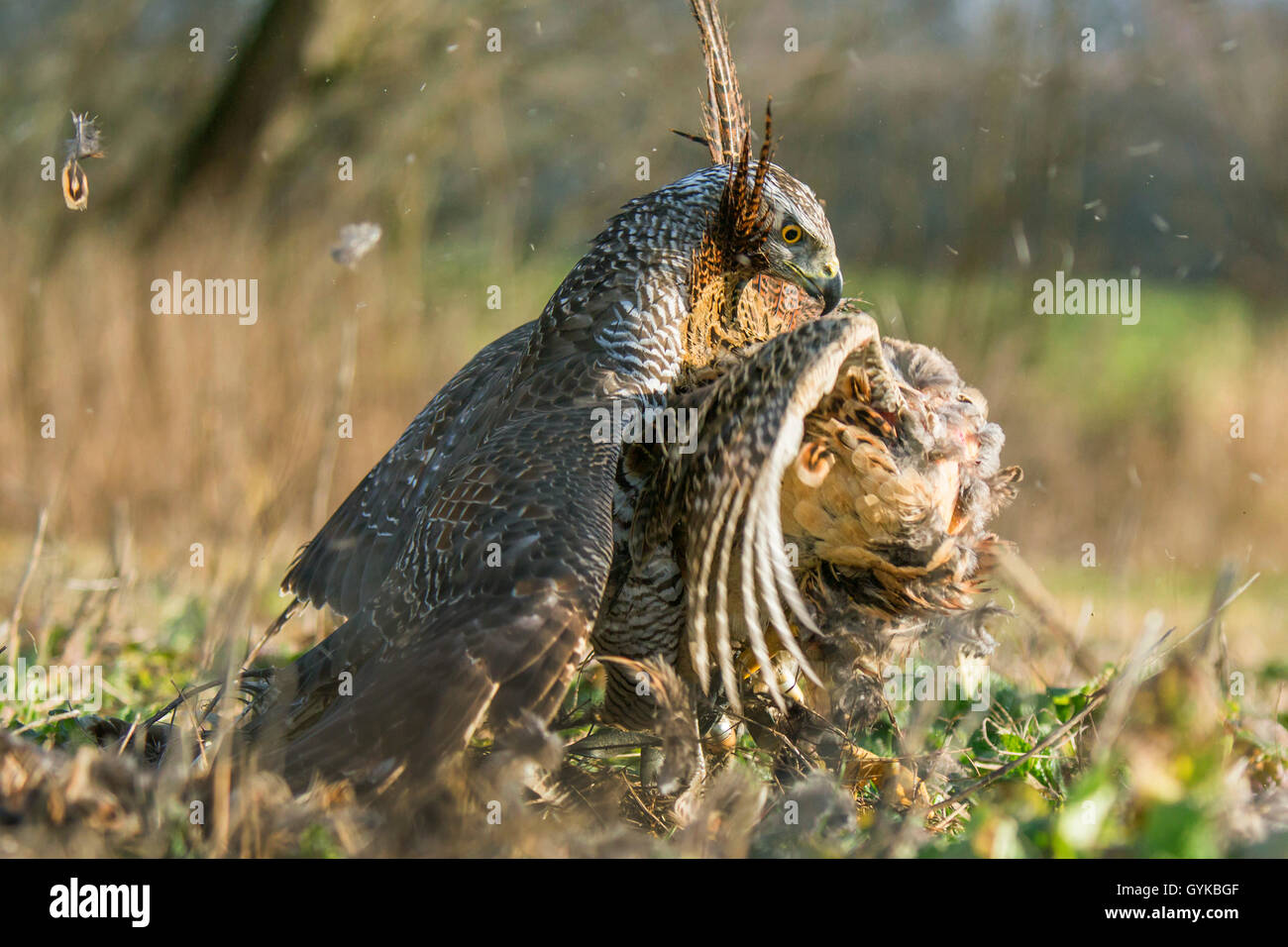 L'Autour des palombes (Accipiter gentilis), pris un faisan, Allemagne Banque D'Images