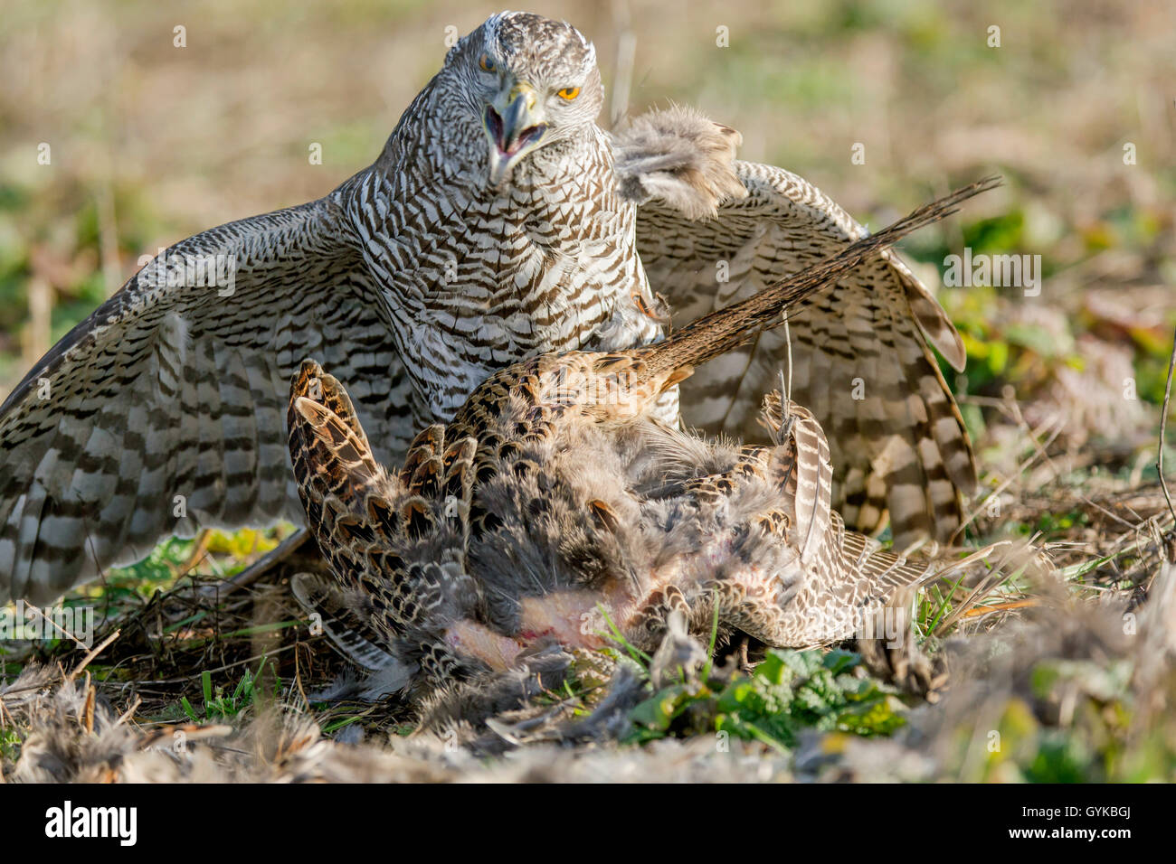 L'Autour des palombes (Accipiter gentilis), pris un faisan et la ramasse, Allemagne Banque D'Images