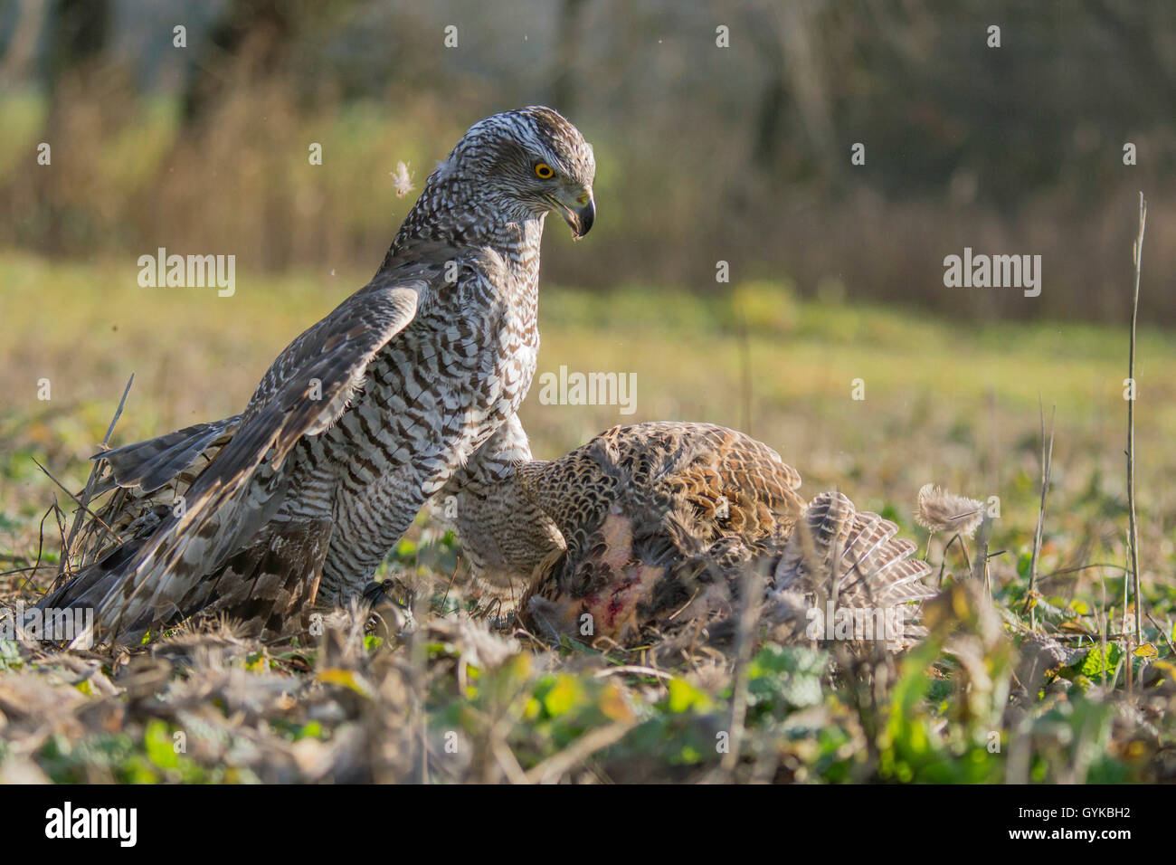 L'Autour des palombes (Accipiter gentilis), pris un faisan et la ramasse, Allemagne Banque D'Images