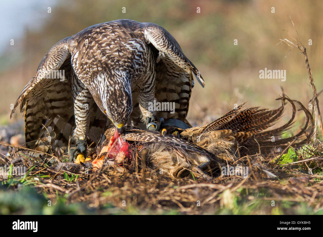 L'Autour des palombes (Accipiter gentilis), alimente un faisan capturés, Allemagne Banque D'Images