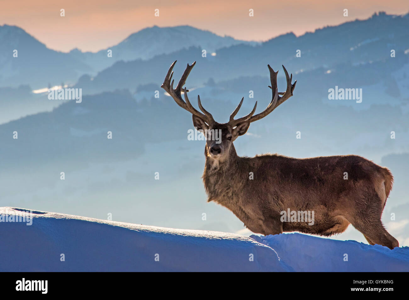 Red Deer (Cervus elaphus), debout dans un paysage de montagnes enneigées, l'Autriche, le Vorarlberg, Pfaender Banque D'Images