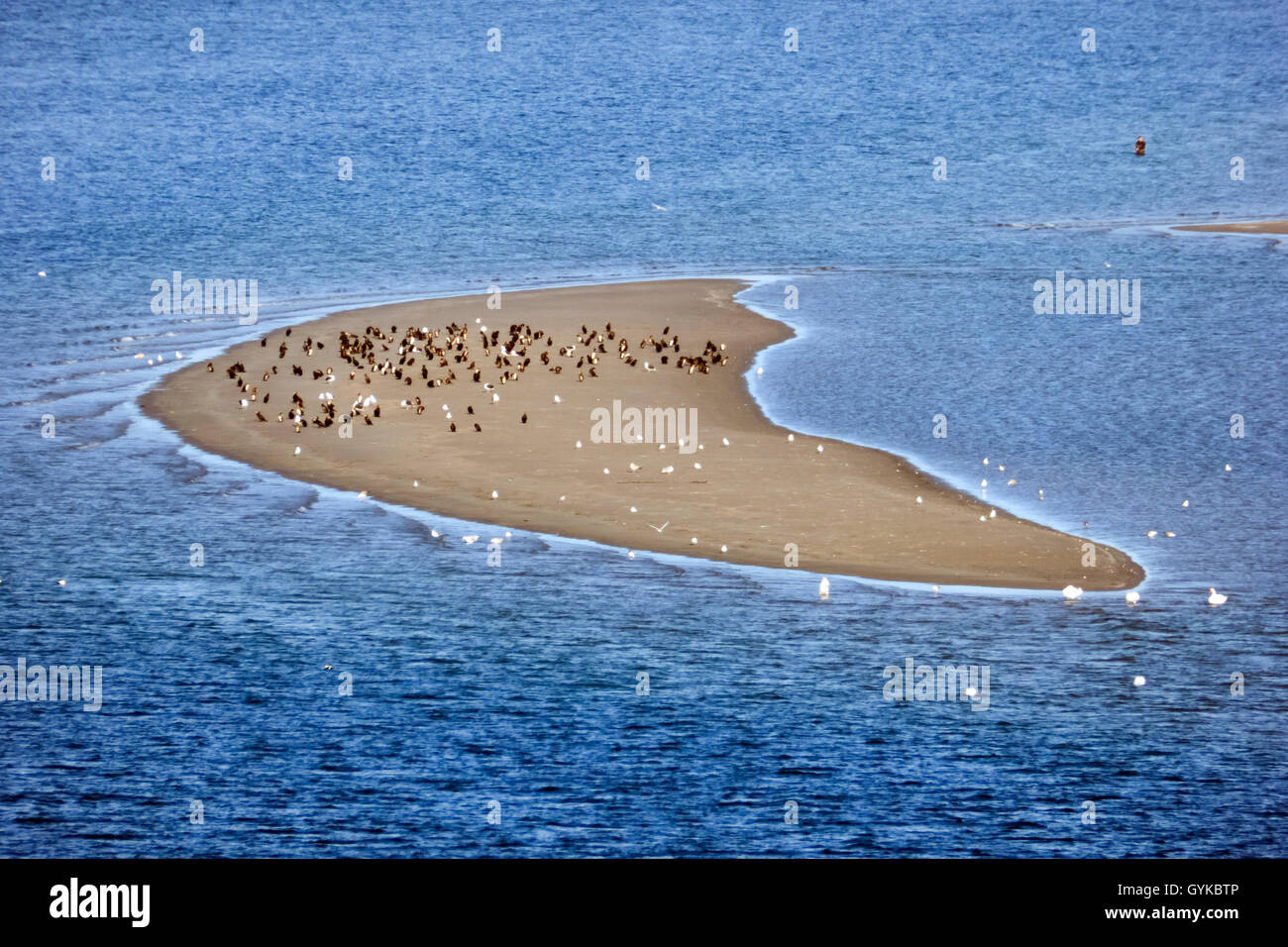 Les oiseaux de mer sur la barre de sable, l'Allemagne, Schleswig-Holstein, Laboe Banque D'Images