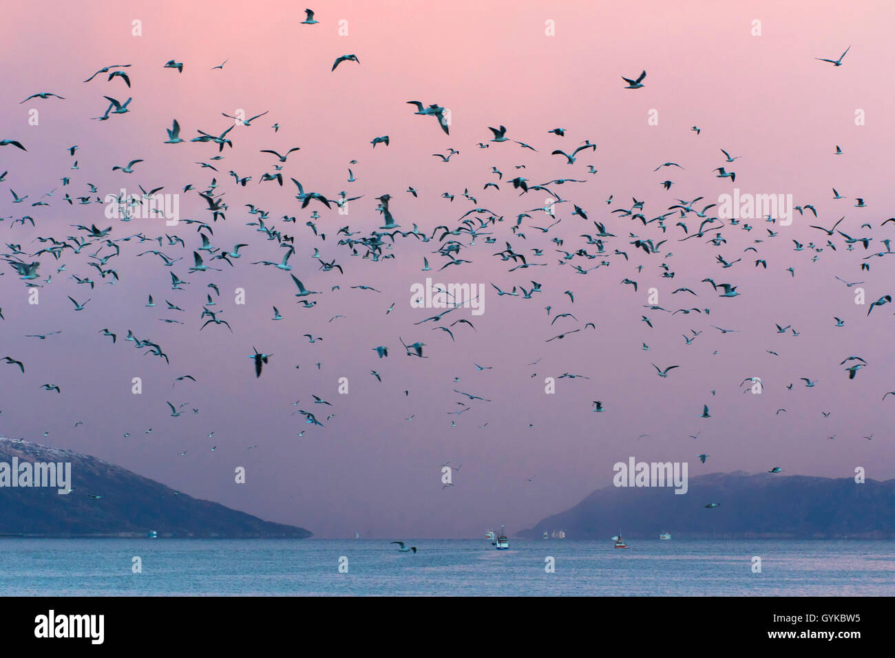 Flock of Seagulls et boatsin Kaldfjorden pêche, la Norvège, Troms, Henrikvik Banque D'Images
