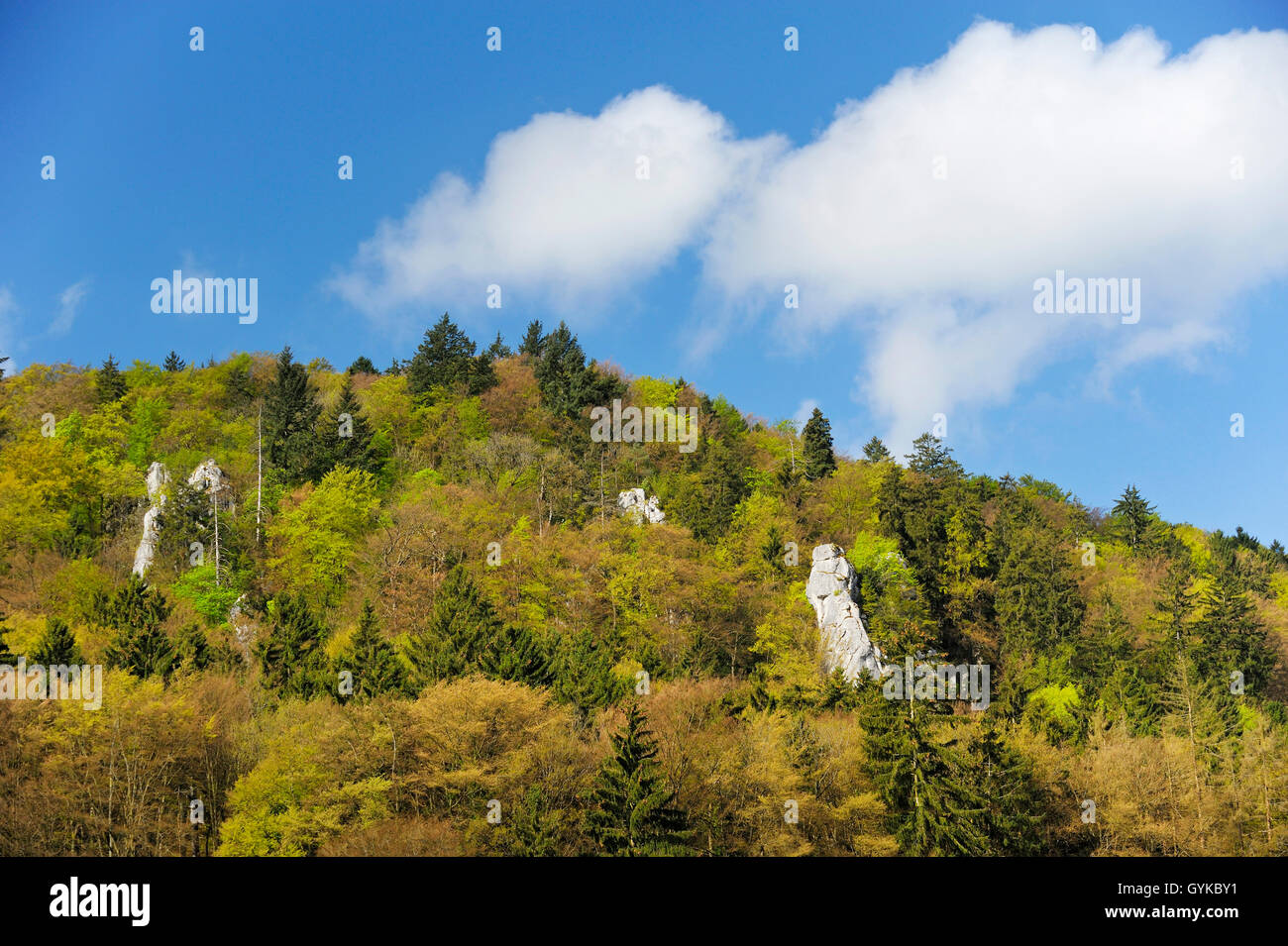 La colline boisée au printemps, une forêt mixte à le canal Main-Danube, Allemagne, Bavière, Riedenburg Banque D'Images