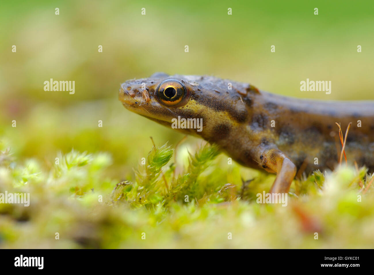 Smooth newt (Triturus vulgaris, Lissotriton vulgaris ), homme, Allemagne, NRW Banque D'Images