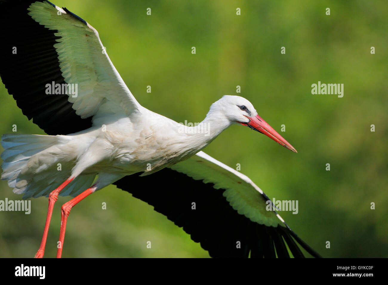 Cigogne Blanche (Ciconia ciconia), des profils à l'atterrissage, l'Allemagne, NRW Banque D'Images