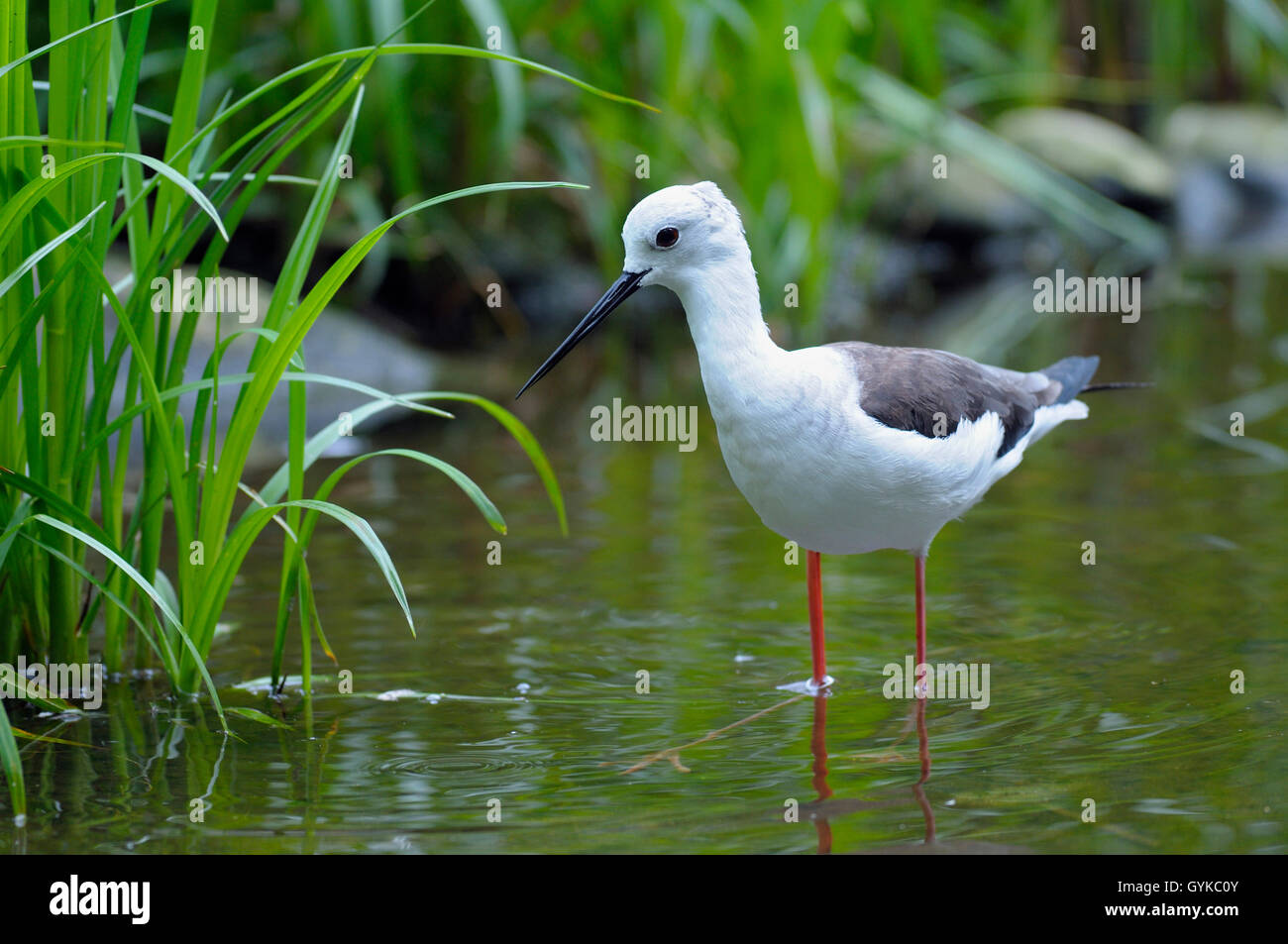 Black-winged Stilt (Himantopus himantopus), debout dans l'eau, de l'Allemagne, NRW Banque D'Images