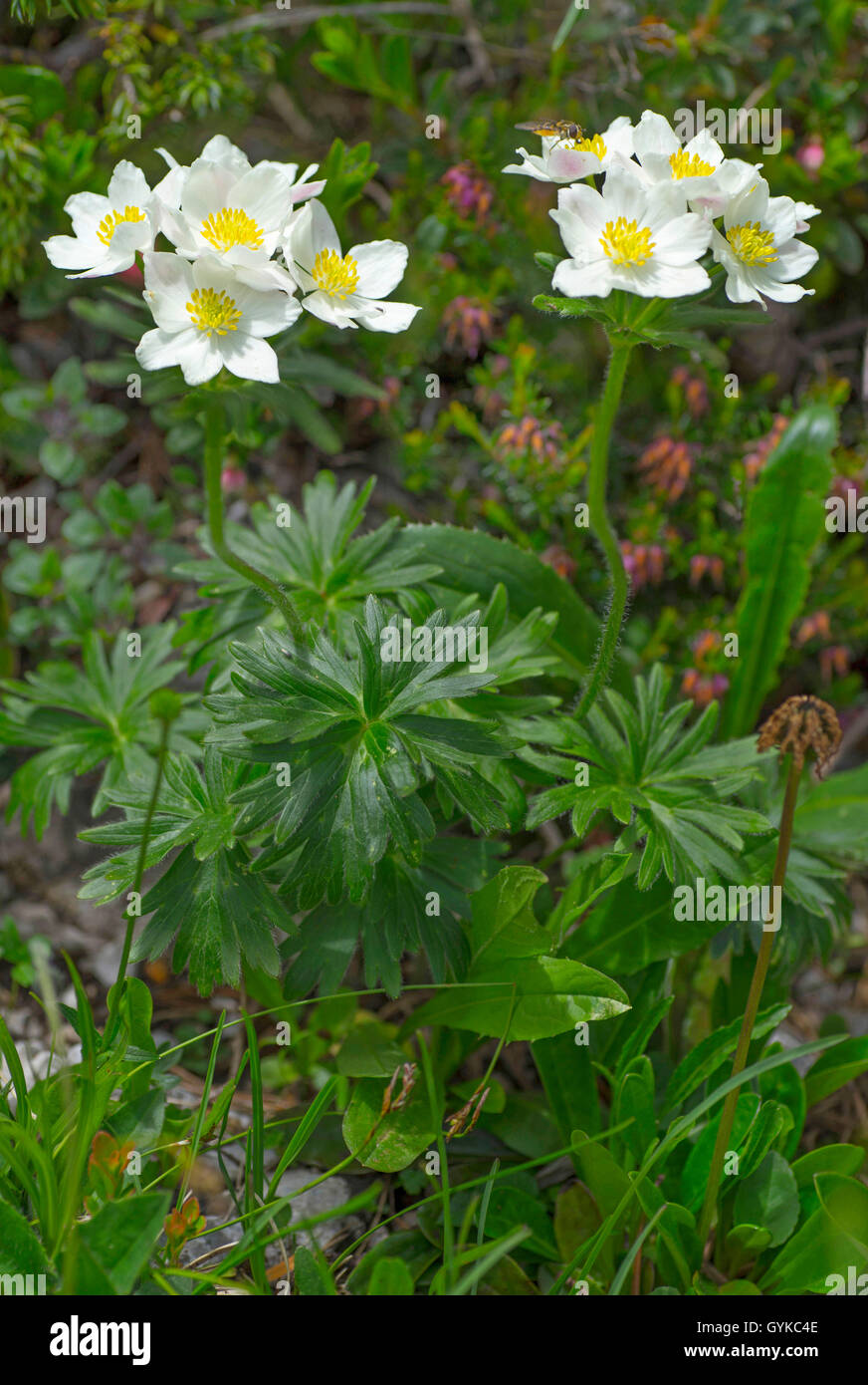 Narzissenwindroeschen Narzissenbluetiges Windroeschen Berghaehnchen,,, Berghaehnlein Berghaenlein, (Anemone narcissiflora, Anemo Banque D'Images