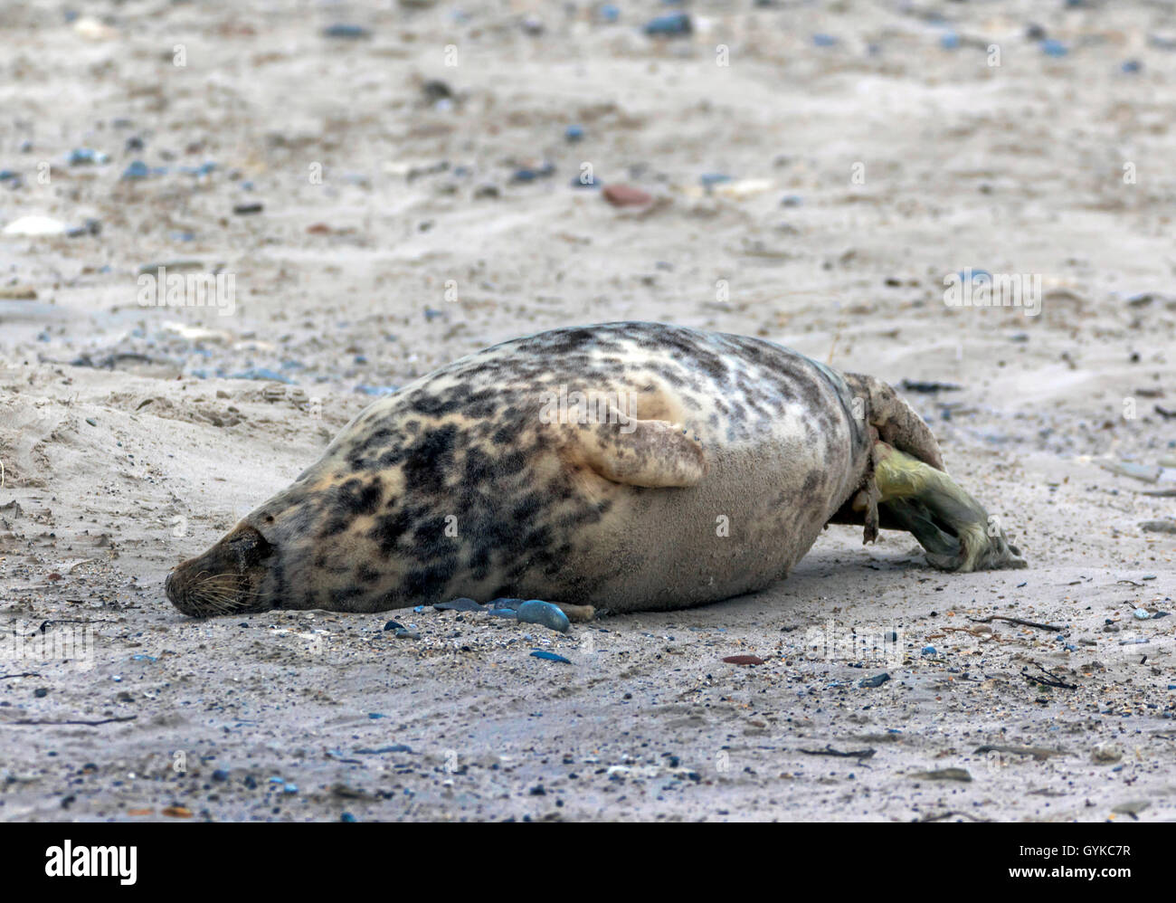 Phoque gris (Halichoerus grypus), le phoque gris naissance en tempête de sable, l'Allemagne, Schleswig-Holstein, Helgoland Banque D'Images