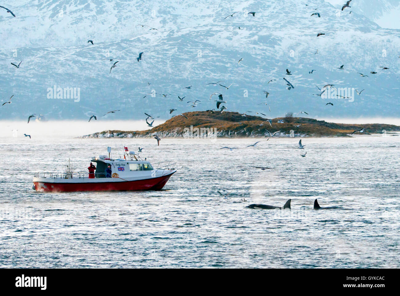 Orca, grand orque, grampus (Orcinus orca), l'observation des baleines dans le nord de la Norvège, la Norvège, Troms, Kvaloeya Sommaroey, Banque D'Images