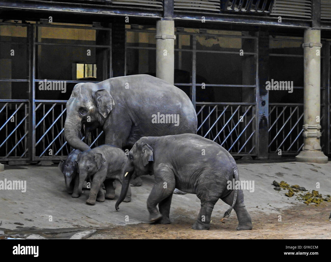 L'éléphant d'Asie, l'éléphant d'Asie (Elephas maximus), les bébés éléphants au zoo Banque D'Images