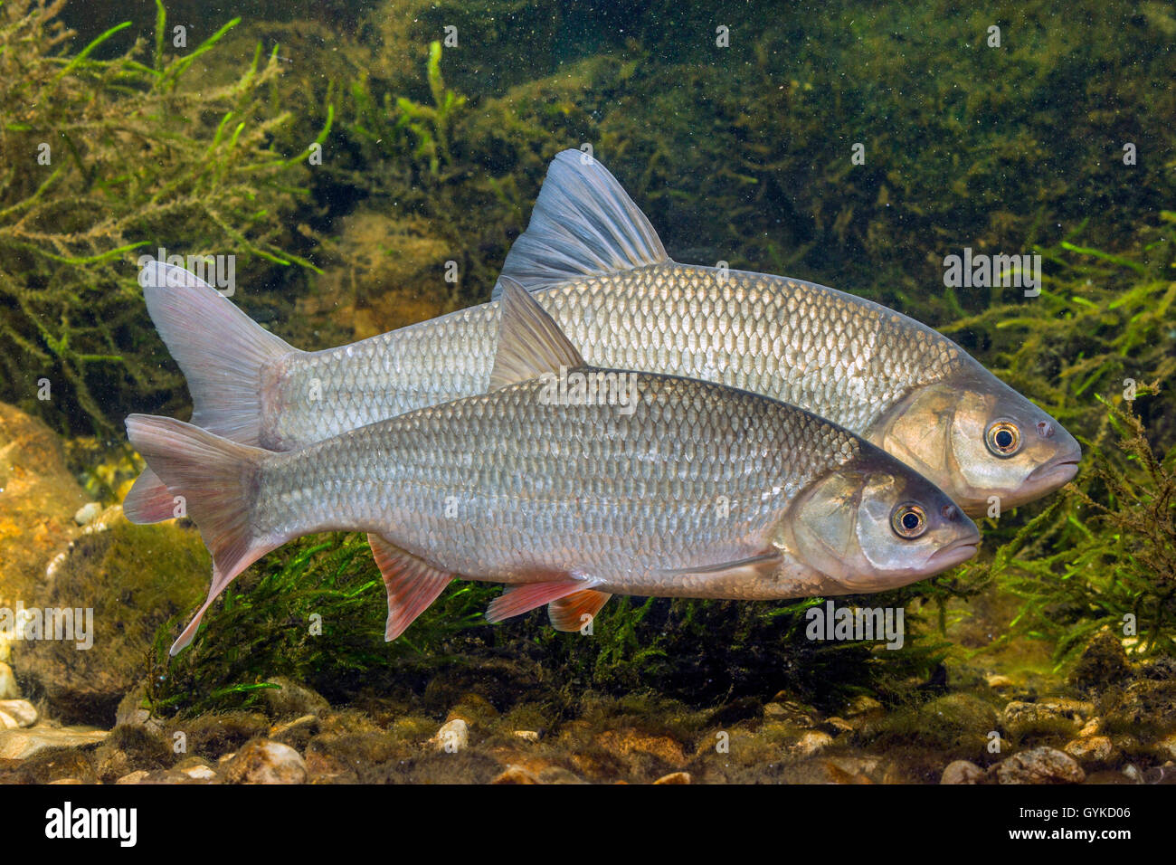 Ide, ide mélanote (Leuciscus idus), rivalisant avec les hommes Banque D'Images