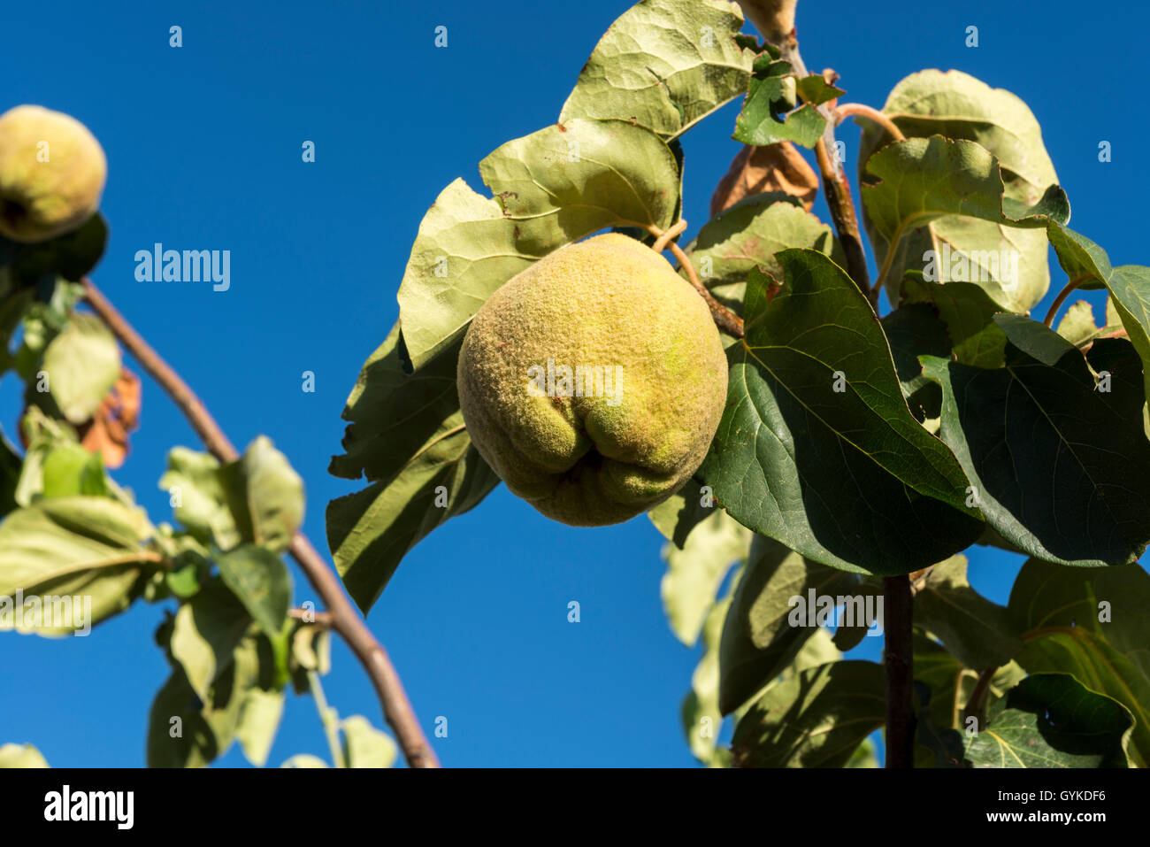 Le feuillage de coing et de mûrissement des fruits. Kit est le seul membre du genre Prunus de la famille des Rosaceae Banque D'Images