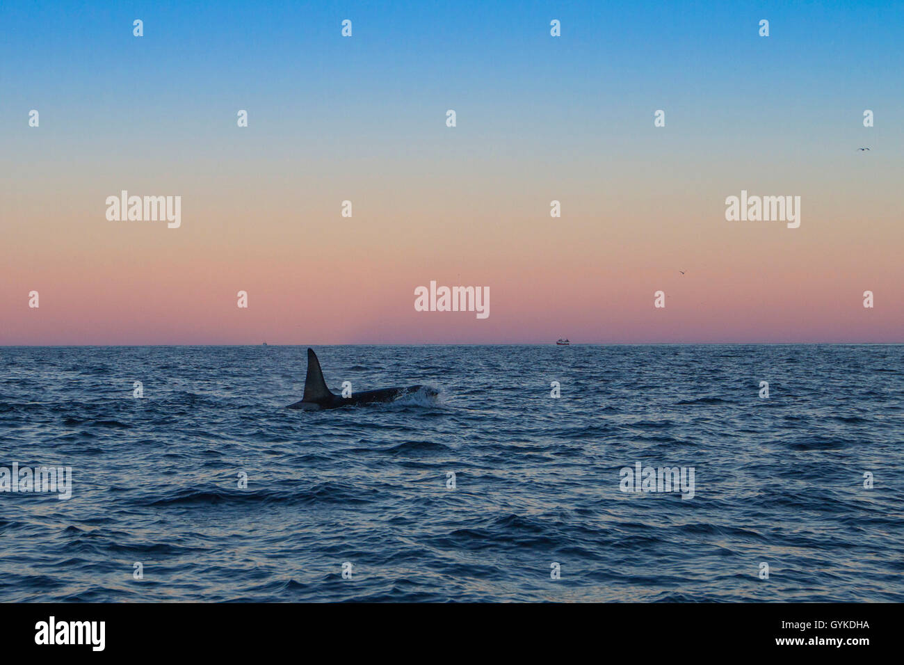Orca, grand, de l'épaulard (Orcinus orca) grampus, grand mâle natation le matin l'humeur dans l'océan, vue de côté, la Norvège, Troms, Senja Banque D'Images