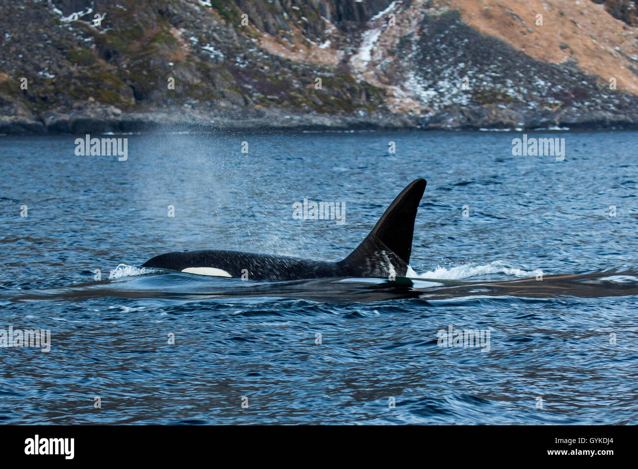 Orca, grand, de l'épaulard (Orcinus orca) grampus, exhalant grand mâle nageant dans la proximité de la plage, vue latérale, la Norvège, Troms, Senja Banque D'Images