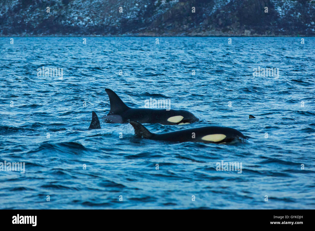 Orca, grand, de l'épaulard (Orcinus orca) grampus, groupe émergent de femelles, de la Norvège, Troms, Bergsfjorden auf Senja Banque D'Images