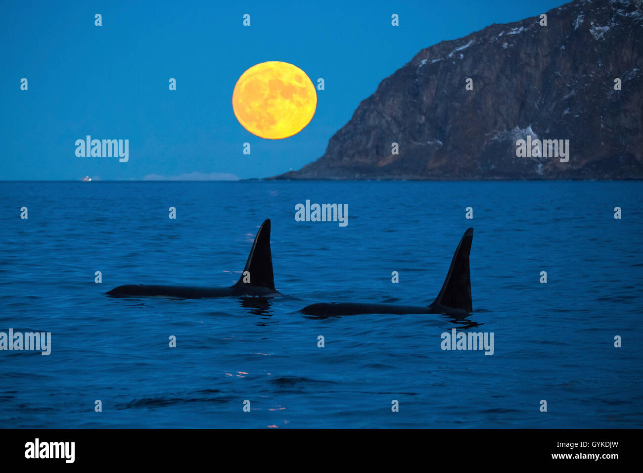 Orca, grand orque, grampus (Orcinus orca), deux grands hommes en face de la hausse pleine lune à l'aube, la Norvège, Troms, Bergsfjorden auf Senja Banque D'Images