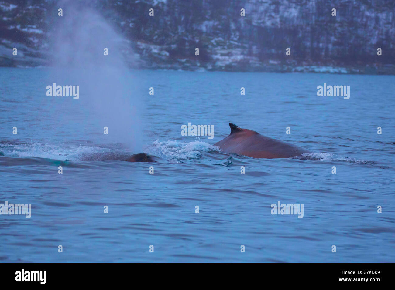 Baleine à bosse (Megaptera novaeangliae), dans l'humeur du matin à la surface de l'eau sur l'expiration, la Norvège, Troms, Senja Banque D'Images