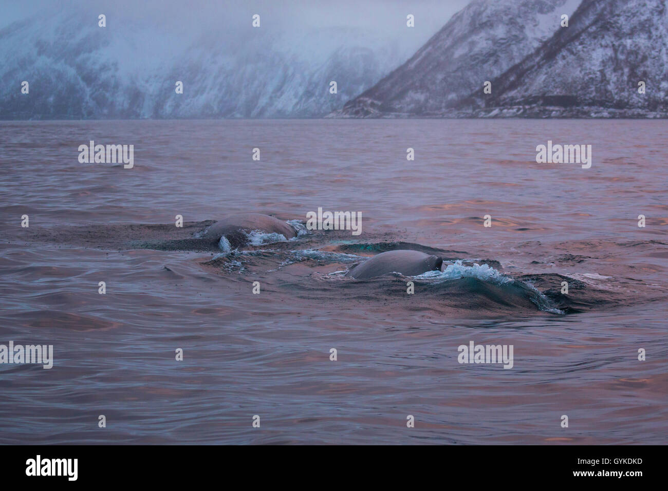 Baleine à bosse (Megaptera novaeangliae), deux animaux se submerger dans la lumière du matin l'humeur, la Norvège, Troms, Mefjord auf Senja Banque D'Images