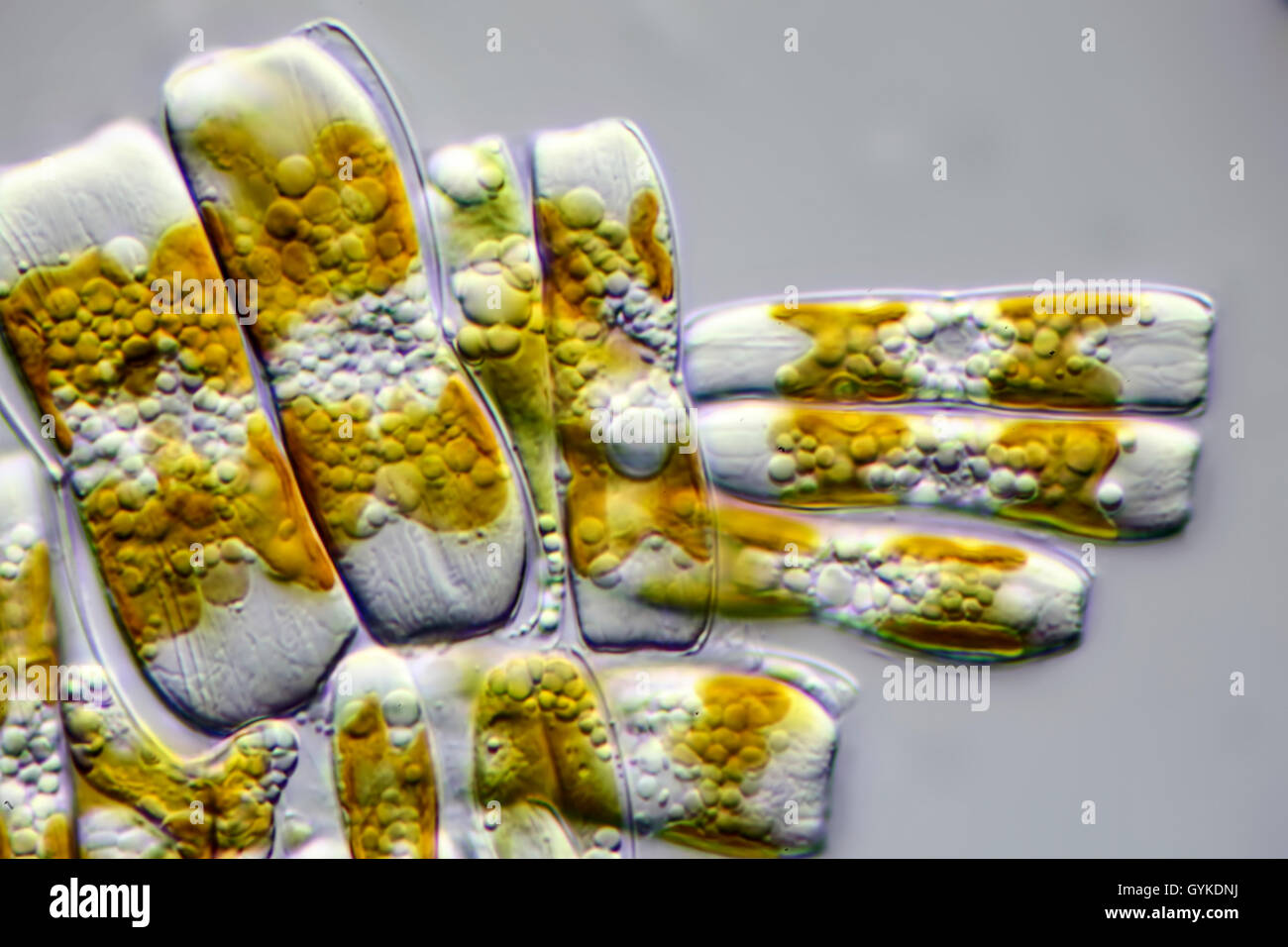 Kiesel-Alge Kieselalge, dont l'extérieur, (Diatomeae), Kieselalge lebende | diatomées (Diatomeae), diatomées vivant | BLWS419008.jpg [ (c) bli Banque D'Images