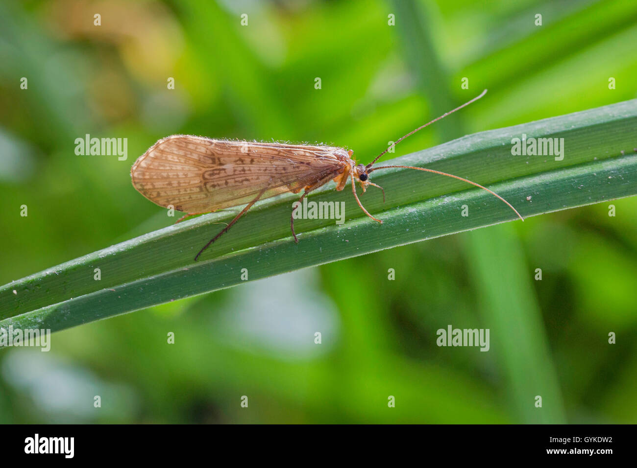 Caddis fly (cf. Halesus digitatus), imago, l'Allemagne, la Bavière Banque D'Images