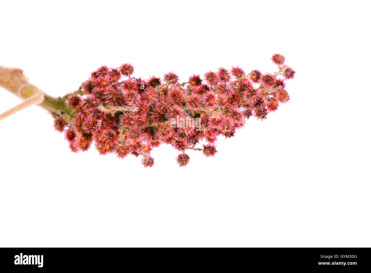 Rhus typhina seule fleur Banque D'Images