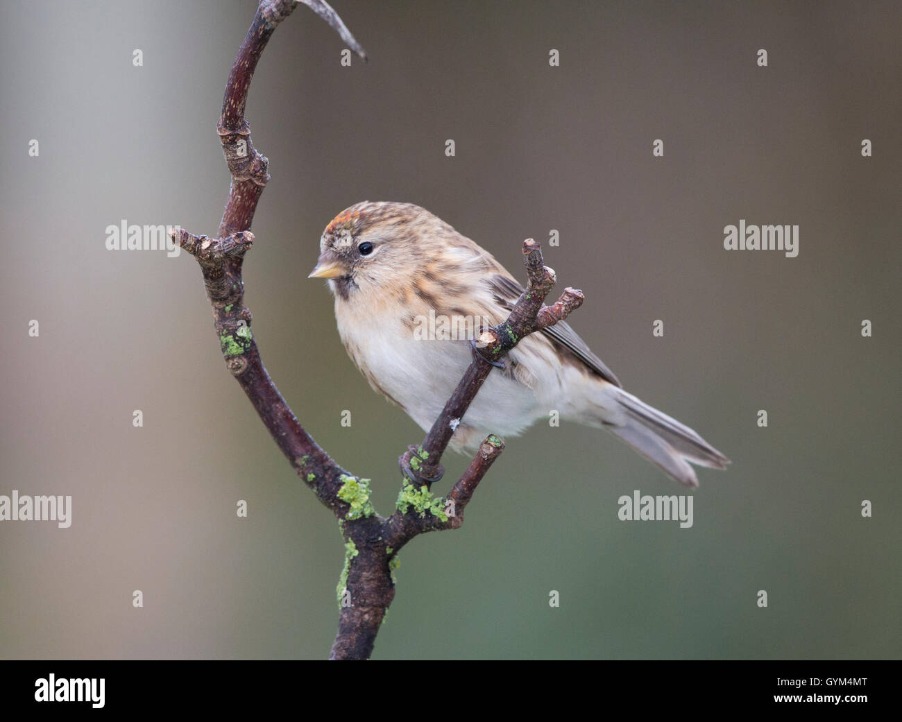 Sizerin flammé (Carduelis flammea) perché sur une branche en hiver Banque D'Images