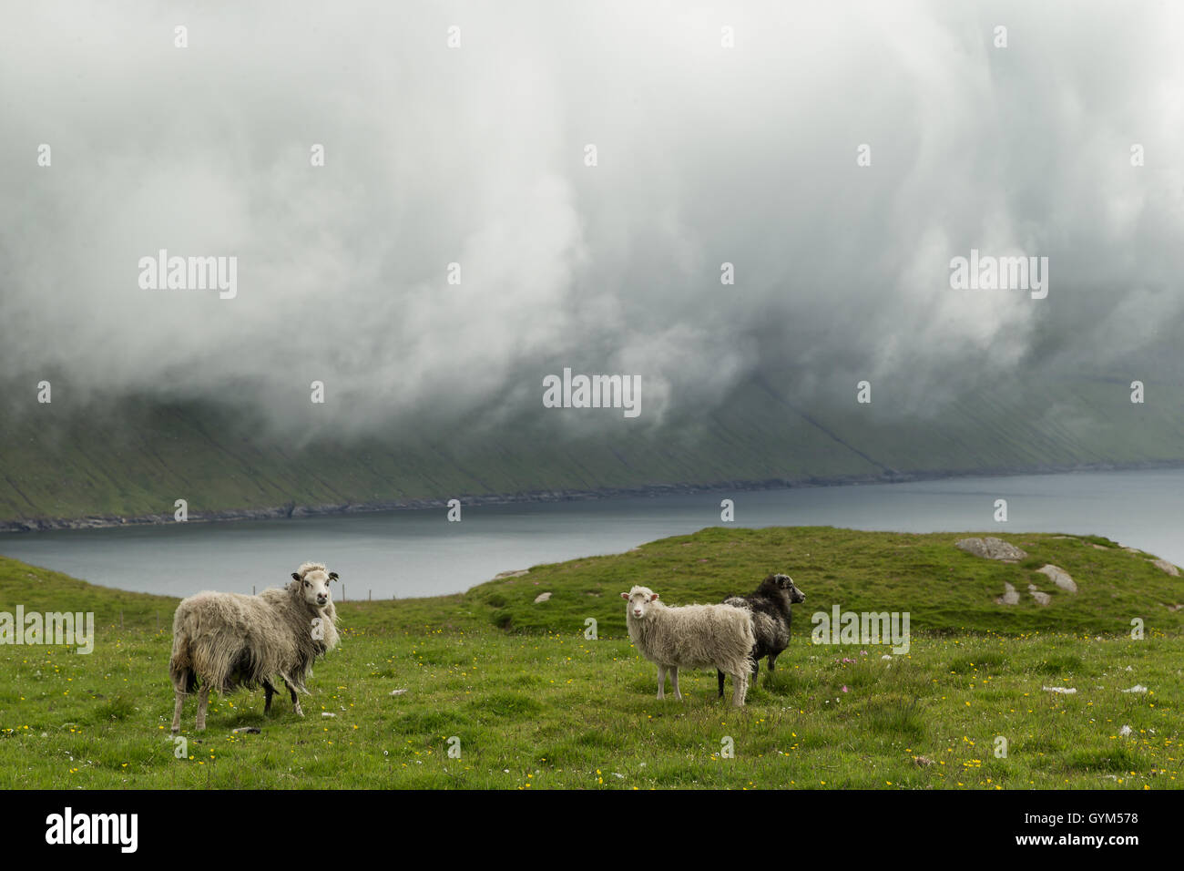 Moutons dans les Îles Féroé Banque D'Images