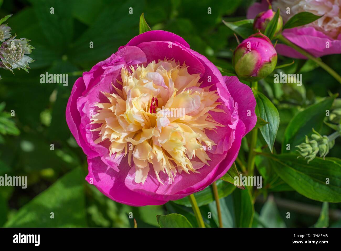 Paeonia lactiflora 'Bowl of Beauty Banque D'Images