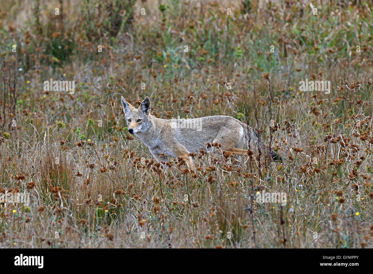 Animal sauvage coyote chasse le long de la colline de la baie de Californie Banque D'Images