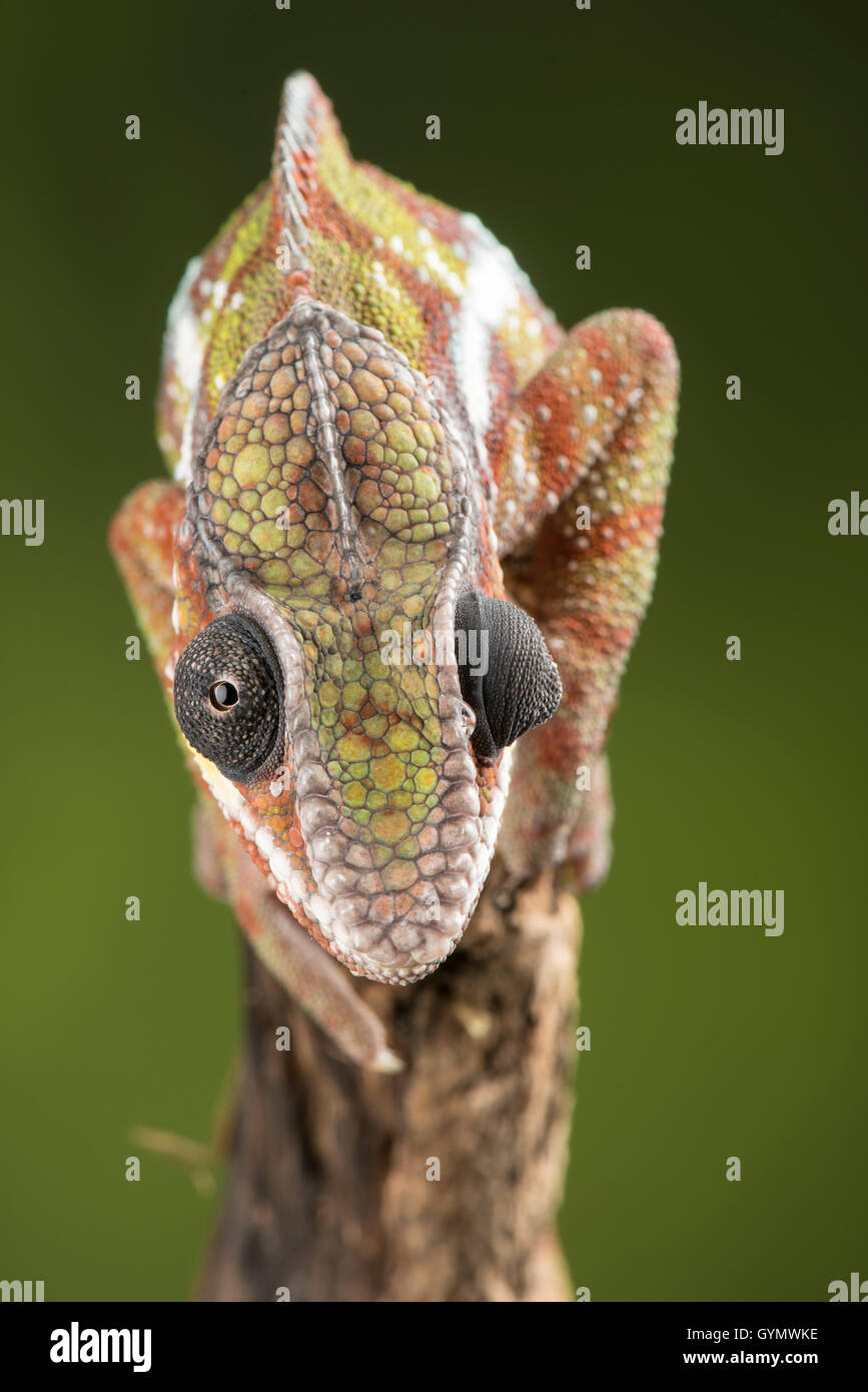 Le Furcifer pardalis caméléon panthère :. Montrant le mouvement des yeux indépendants. Contrôlée, studio. Banque D'Images