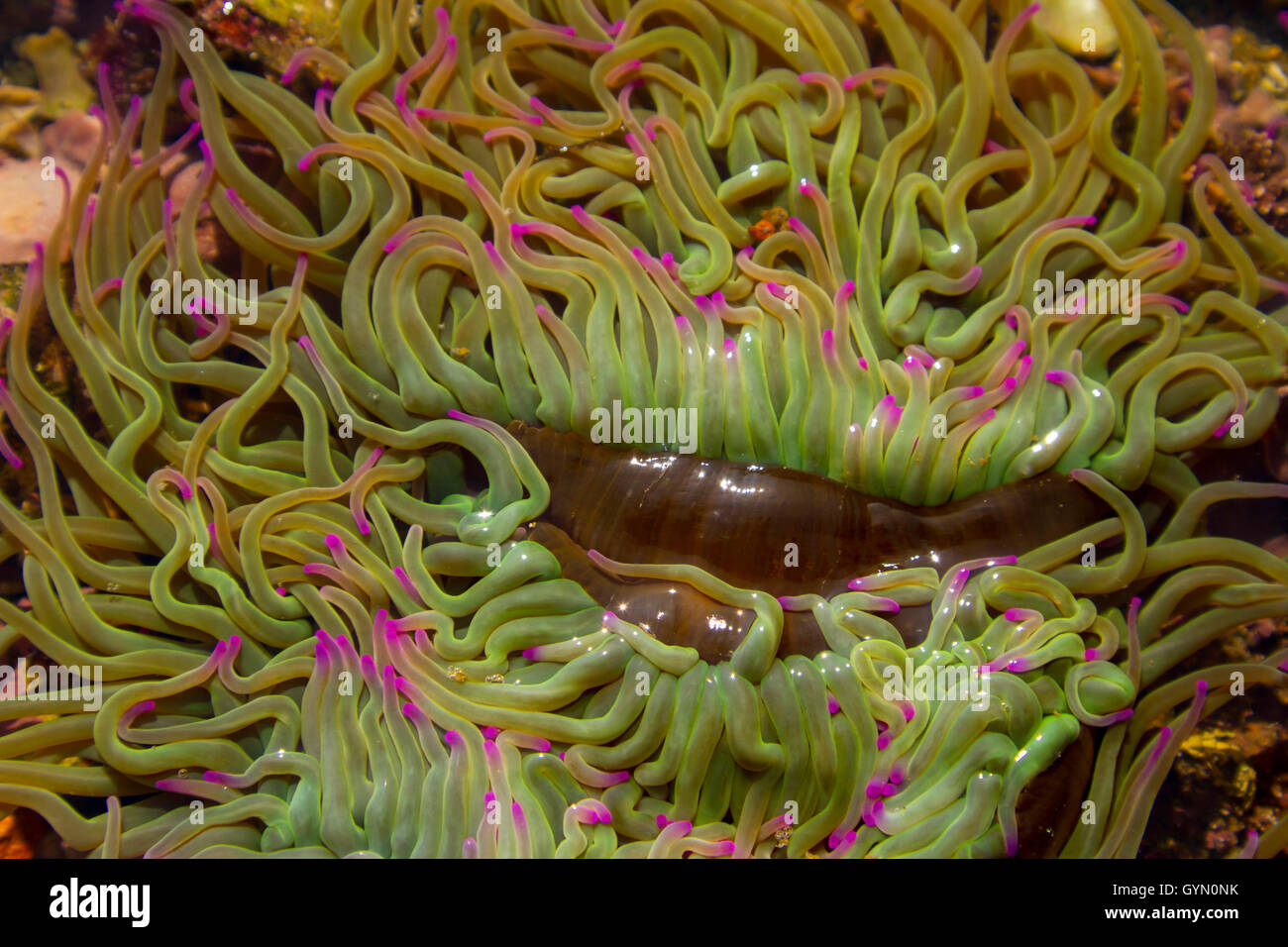Snakelocks ( anémone Anemonia viridis) dans un bassin de marée Banque D'Images