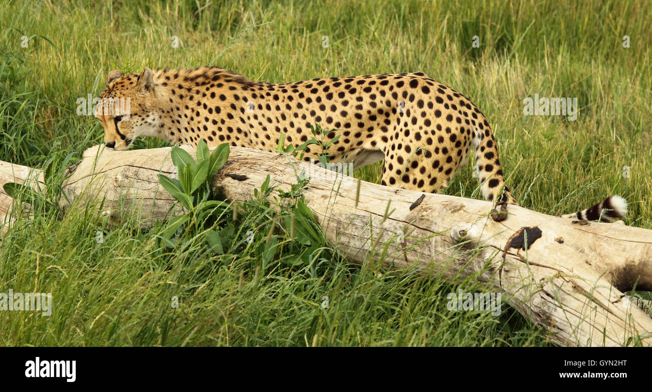 Un guépard qui sent une marque olfactive. Banque D'Images