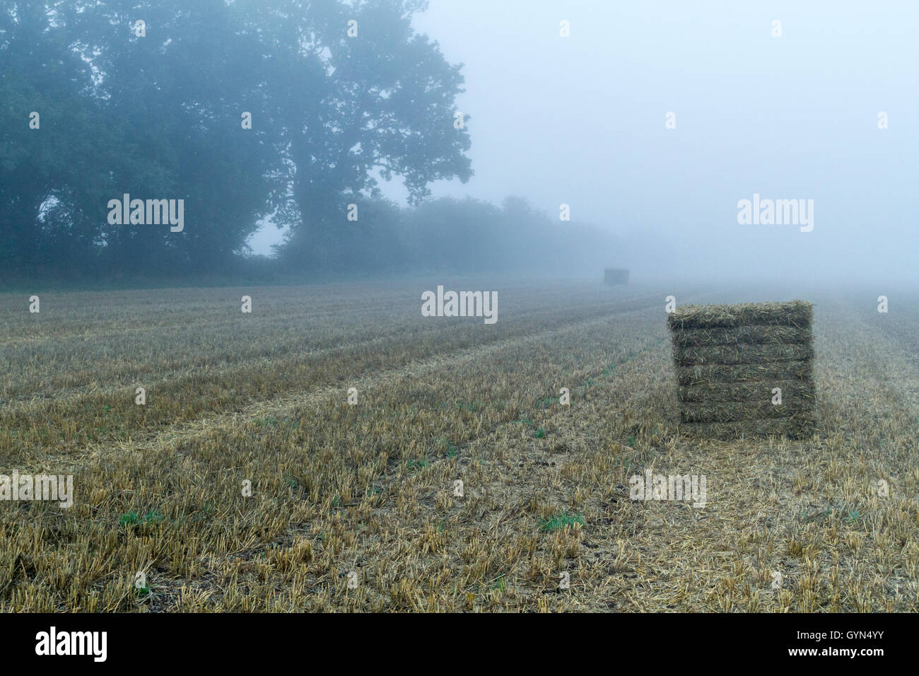 Un domaine couvert de terres agricoles récemment récoltés tôt le matin, brouillard, Lancashire, England, UK Banque D'Images