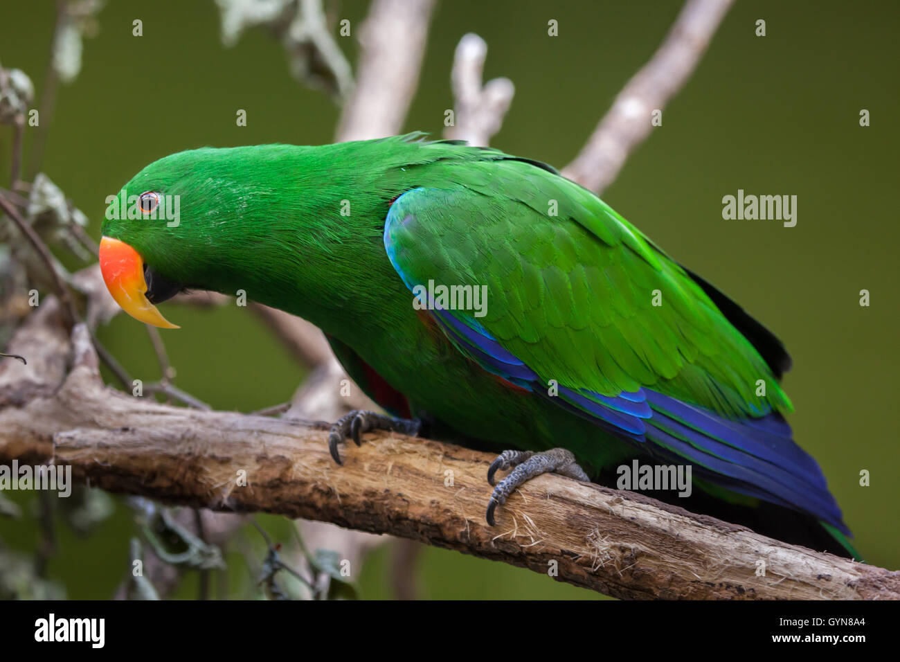 Perroquet Eclectus roratus Eclectus (). Des animaux de la faune. Banque D'Images
