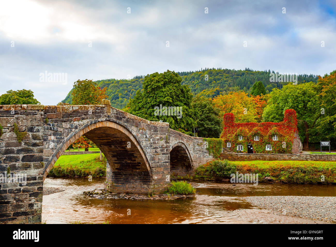 L'automne arrive à Tu Hwnt J'r Bont de thé à Llanrwst sur les rives de la rivière Conwy. L'automne commence le rougissement de la Virginia lierre rampant qui transforme un rouge vibrant pendant ce temps de l'année. Banque D'Images