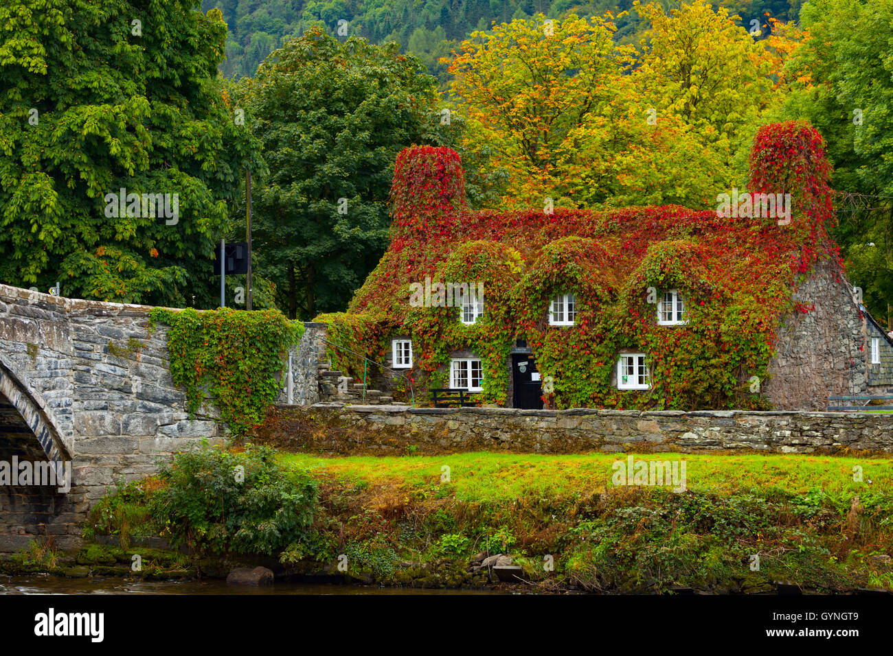 L'automne arrive à Tu Hwnt J'r Bont de thé sur les rives de la rivière Conwy. L'automne commence le rougissement de la puce qui transforme un rouge vibrant pendant ce temps de l'année. Banque D'Images