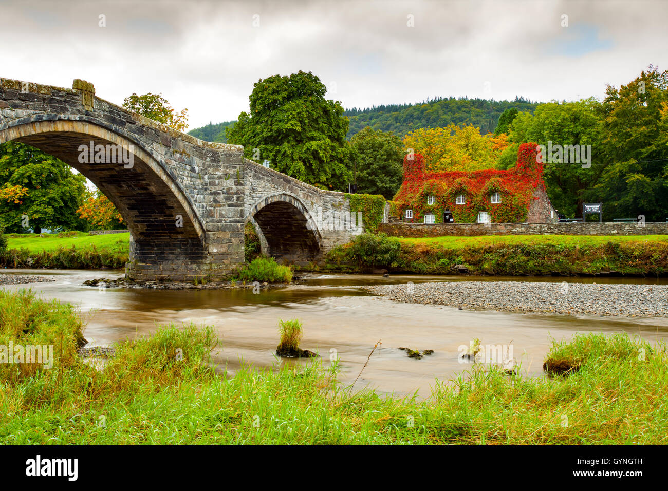L'automne arrive à Tu Hwnt J'r Bont de thé à Llanrwst sur les rives de la rivière Conwy. L'automne commence le rougissement de la puce qui transforme un rouge vibrant pendant ce temps de l'année. Banque D'Images