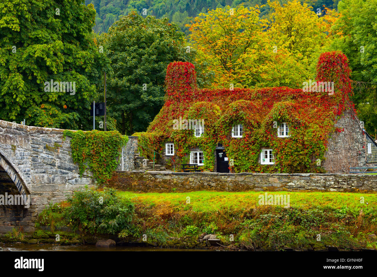 L'automne arrive à Tu Hwnt J'r Bont de thé à Llanrwst sur les rives de la rivière Conwy. L'automne commence le rougissement de la puce qui transforme un rouge vibrant pendant ce temps de l'année. Banque D'Images