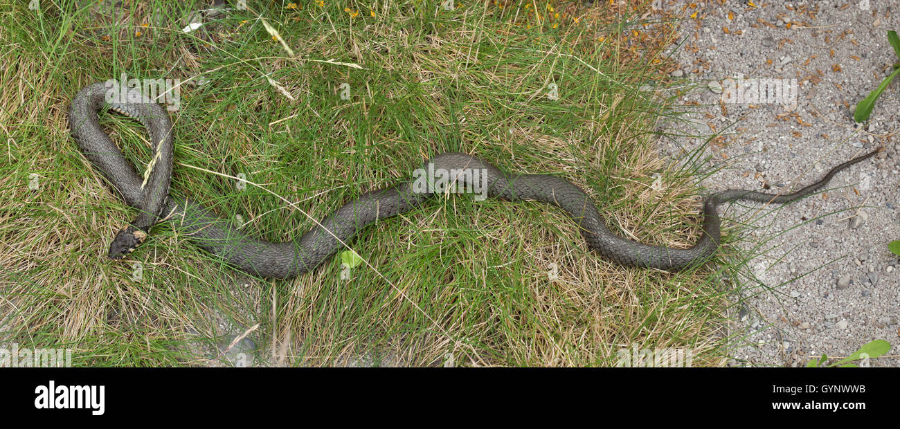 Couleuvre à collier (Natrix natrix), aussi connu sous le serpent d'eau. Des animaux de la faune. Banque D'Images