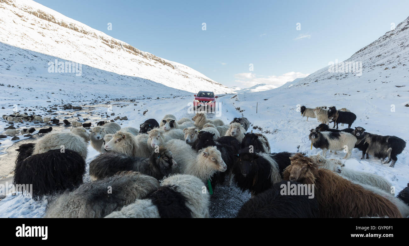 Bloqué la route par les moutons, Saksun valley, l'île de Streymoy. Îles Féroé Banque D'Images