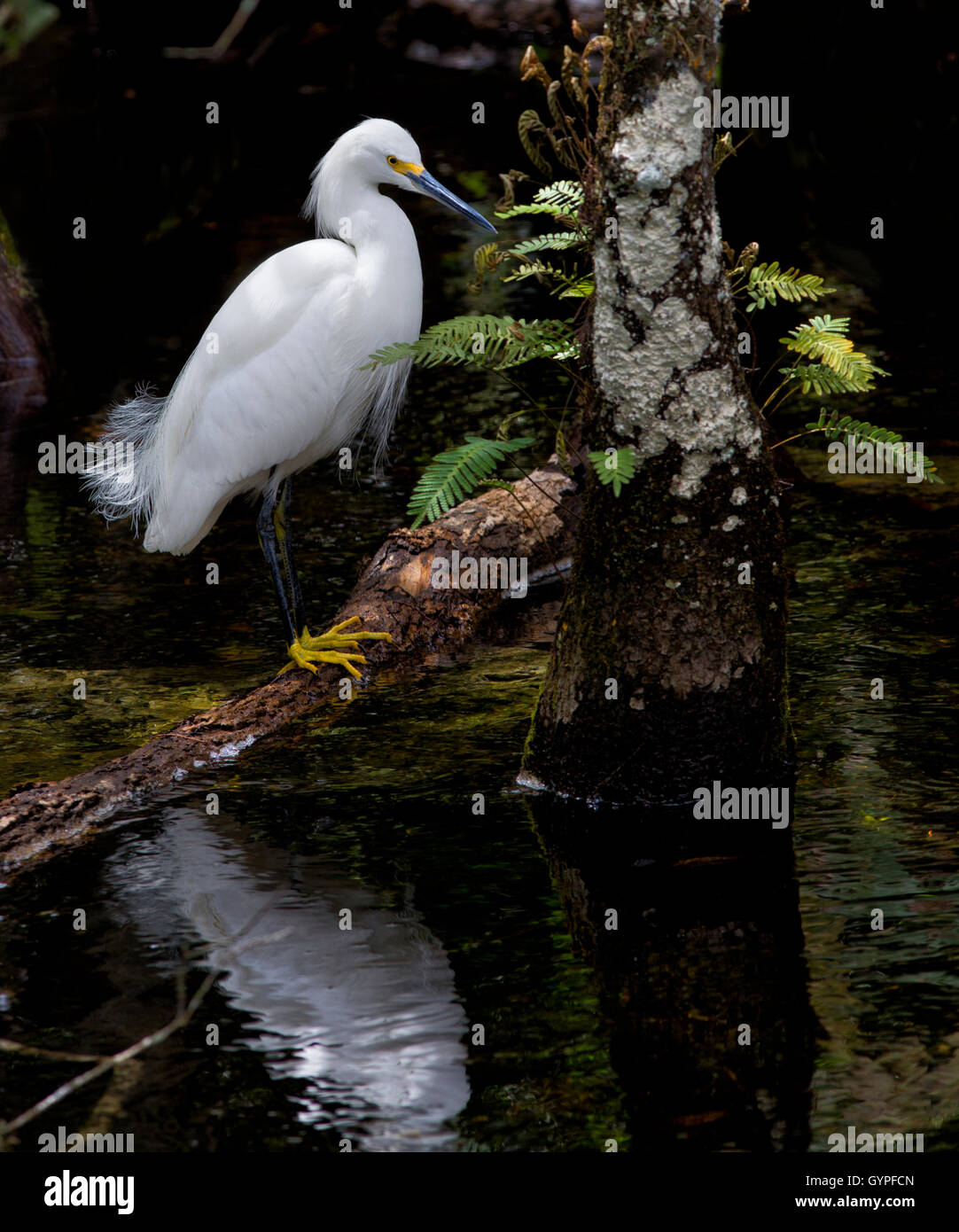 Une Aigrette neigeuse pris dans la lumière filtrant à travers la canopée de Florida's Big Cypress Swamp est élégamment sur une branche tombée. Banque D'Images Une Aigrette neigeuse pris dans la lumière filtrant à travers la canopée de Florida's Big Cypress Swamp est élégamment sur une branche tombée. Banque D'Images