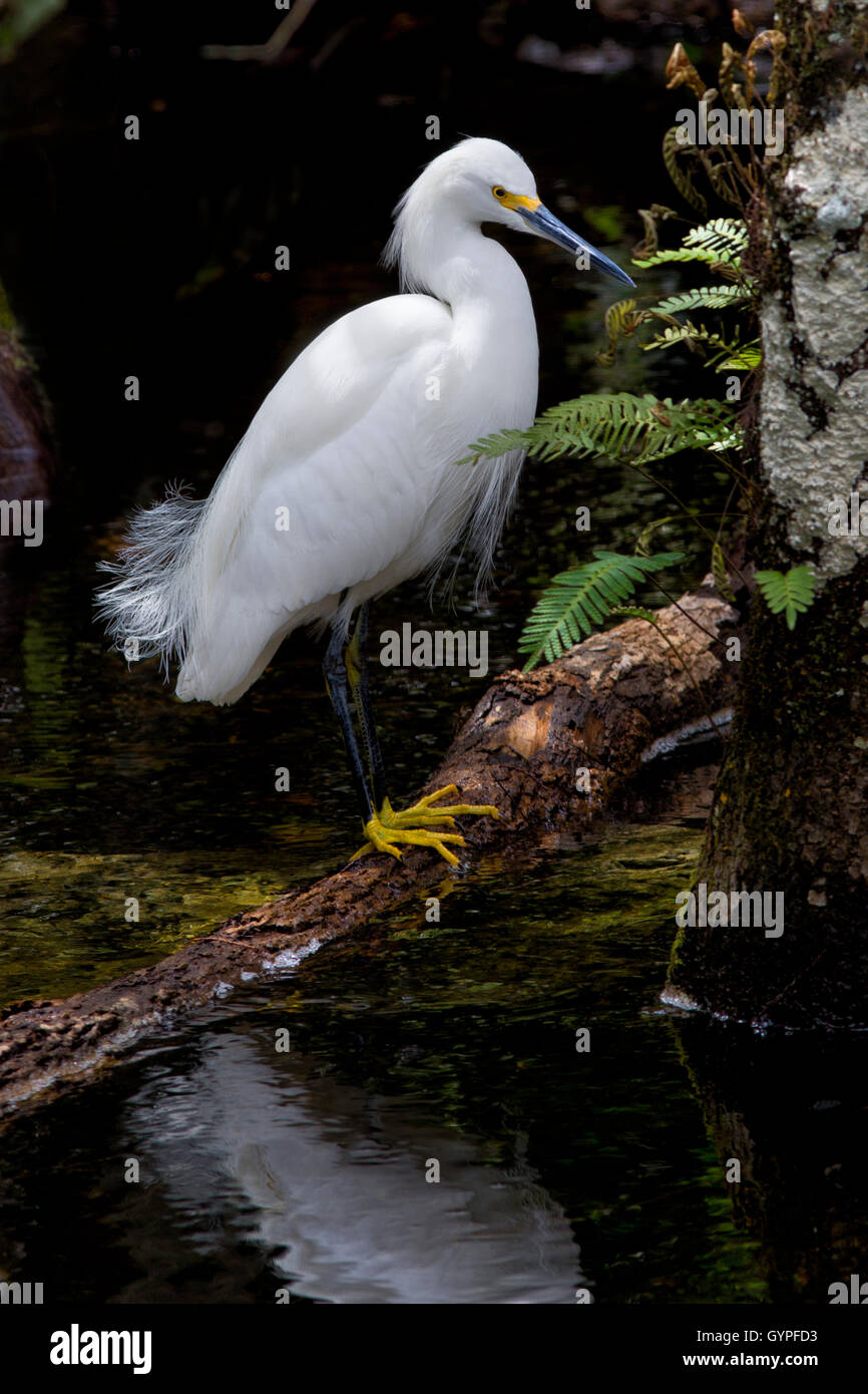 Une Aigrette neigeuse pris dans la lumière filtrant à travers la canopée de Florida's Big Cypress Swamp est élégamment sur une branche tombée. Banque D'Images Une Aigrette neigeuse pris dans la lumière filtrant à travers la canopée de Florida's Big Cypress Swamp est élégamment sur une branche tombée. Banque D'Images