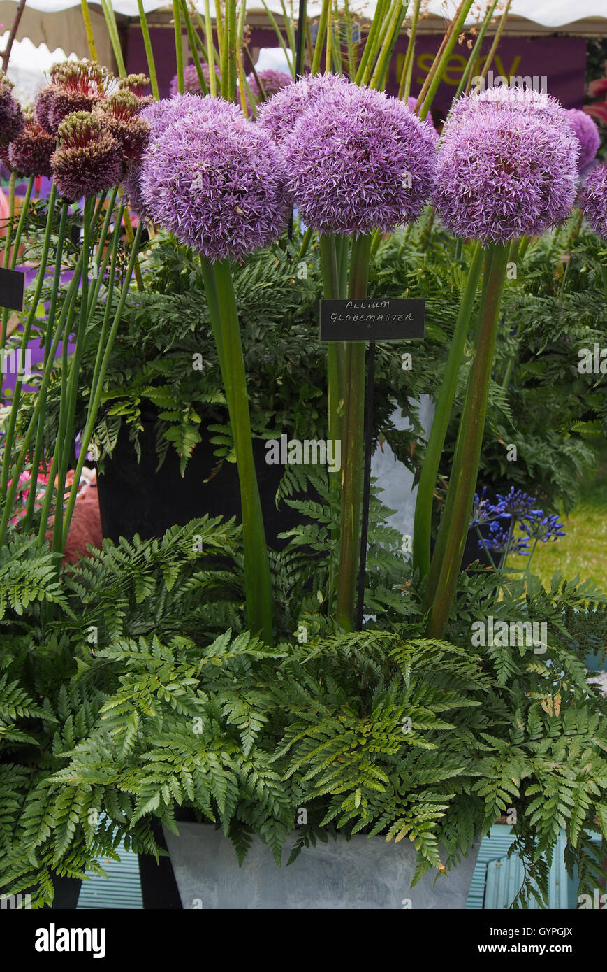 L'allium globemaster partie de l'affichage floral au Royal Horticultural Flower Show à Tatton Park en 2016 Knutsford, Cheshire. Banque D'Images