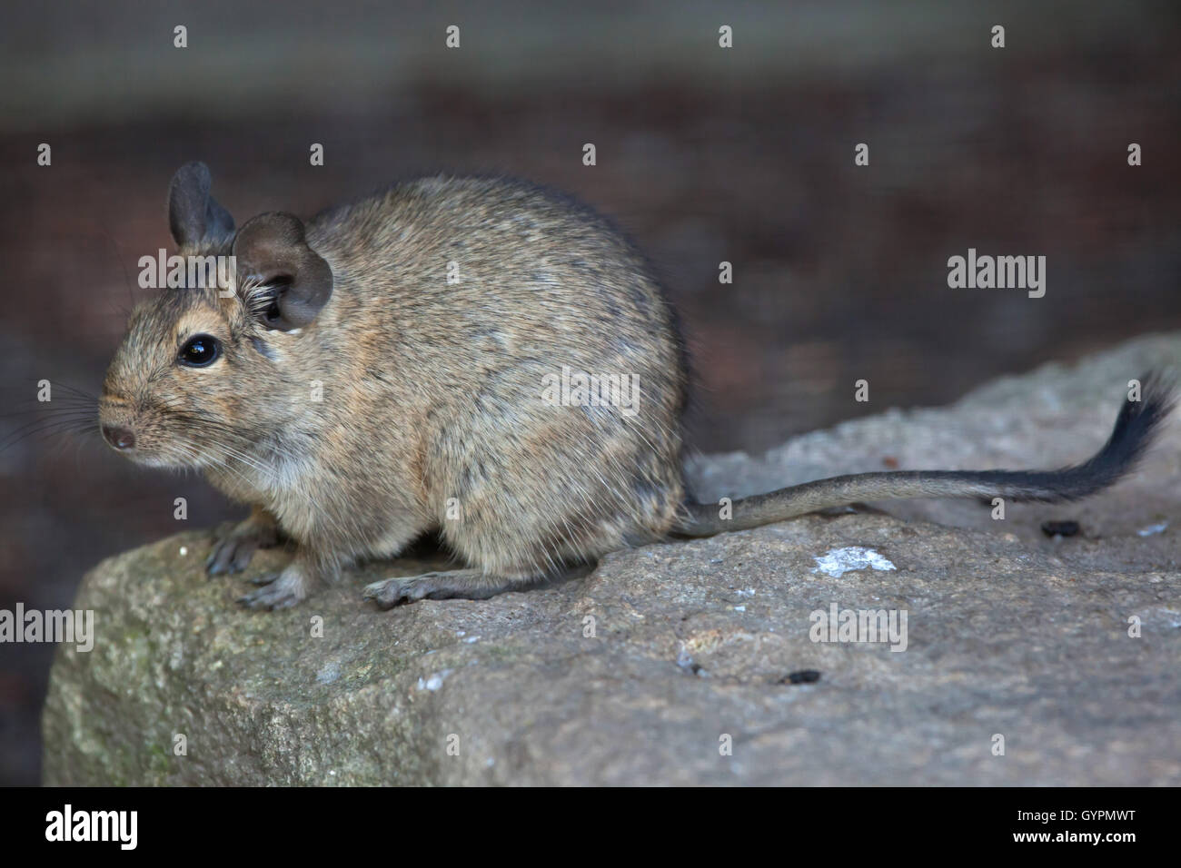 Dégus Octodon Degu (). Des animaux de la faune. Banque D'Images